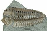 Prone Flexicalymene Trilobite Fossil - Indiana #287623-1